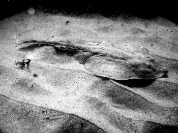 Skate, Gloucester, Ma, Canon S300 by Johns Harvey 